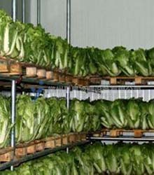 Canteen vegetable fresh-keeping storehouse